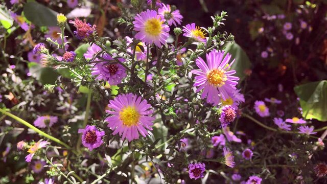 New Belgian aster (Latin Symphyotrichum novi-belgii) is a bright purple September flower against a shaded background of green foliage on a sunny autumn day.