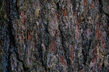 bark of a tree