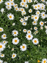 Fototapeta premium daisies in a garden