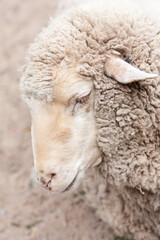 Fototapeta premium woolly sheep in zoo