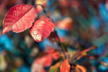 Plum branch with reddened damaged leaves autumn in the evening twilight. Selective focus.