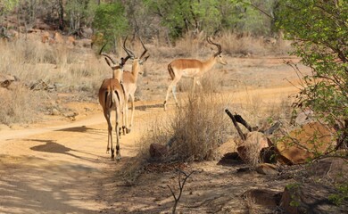 Impalas going for a walk