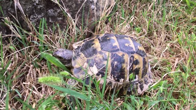 A Caucasian land turtle (Latin Testudo graeca) sneaks through the green grass on a sunny fall day.