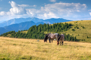 Naklejka na ściany i meble Konie w Górach - Rumunia