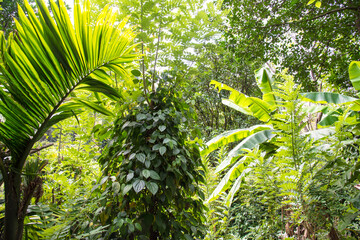 Sri Lanka Pflanzen
