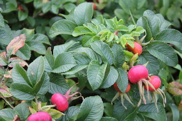 red berries on a branch