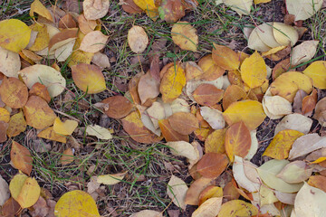 Autumn pictures.Leaves,flowers,pins