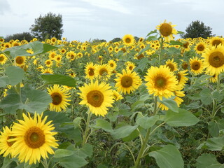 Obraz premium sunflower