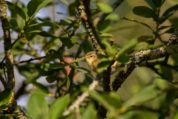 Curious bird looking at a camera