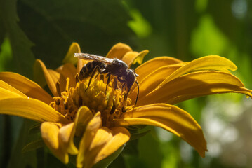 Wasp resting on a yellow flower