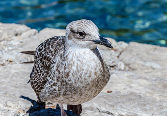 Seagull standing