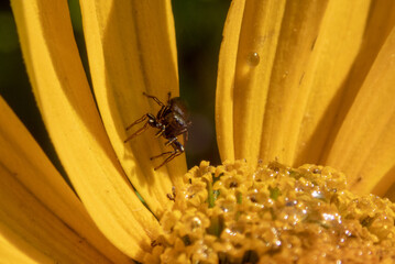Little jumping spider smiling to the camera