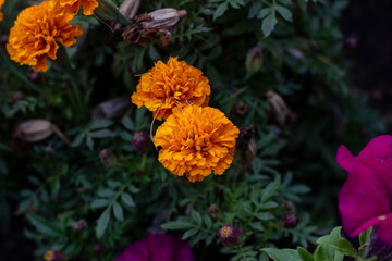 Autumn pictures.Leaves,flowers,pins