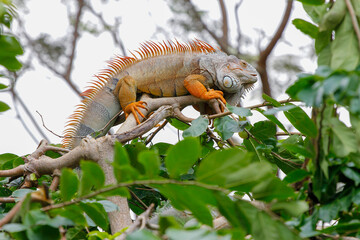 close up Iguana on tree in nature at thailand