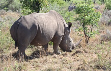 Fototapeta premium rhino in the wild