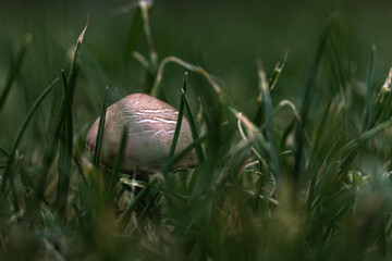 Sommerblumen