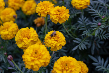 Autumn pictures.Leaves,flowers,pins