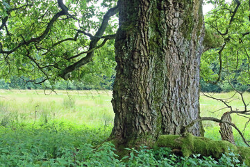 Tronco de un viejo roble junto a un sendero de Sighisoara. Reserva de árboles de roble antiguo Breite en Sighisoara, Rumania.