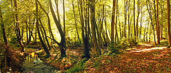 Bachlauf im Wald	