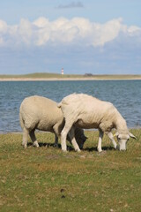 Grazing sheep on the salty meadow between the dunes of Sylt in the UNESCO World Heritage Natural Site 