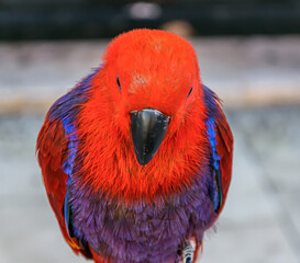 Eclectus parrot