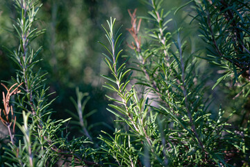 close up of rosemary bush in Italian garden