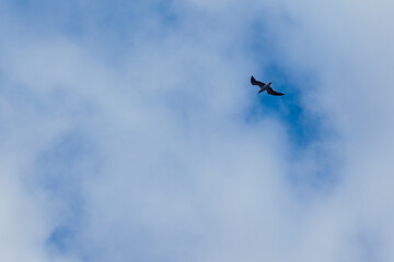 Seagull flying on a cloudy blue sky