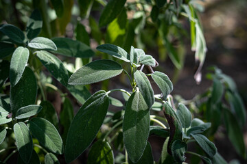 sage leaves in Italian garden (Salvia officinalis)