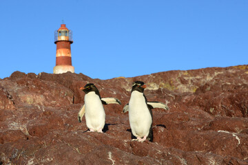 2 rockhopper penguins  with a lighthouse in the backroung, Isla Pingino - Patagonia Argentina 