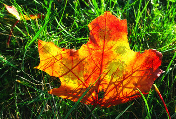 Maple tree autumn leaves in sunny morning on green wet grass
