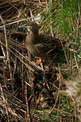 duck with ducklings on the shore in the grass