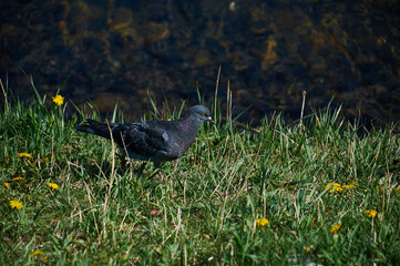 pigeon on green grass in the park