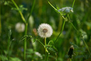 dandelion in the forest in green grass close up