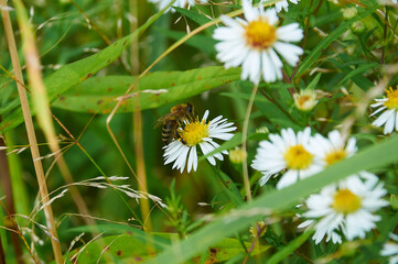 Obraz premium white chamomile in green grass in a forest glade