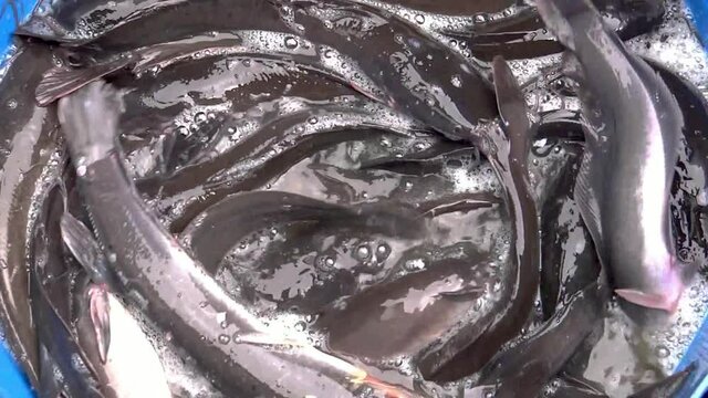 Close-up, high angle, eels in a blue bucket, Kohima, India