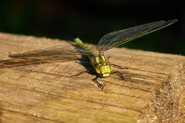 dragonfly close-up on a tree stump