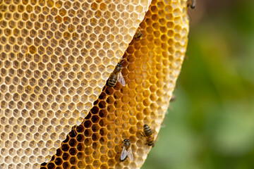 Focus on honeycomb structure of a colony of wild Apis Mellifera Carnica or Western Honey Bees with out of focus natural green background