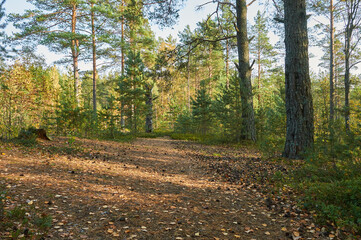 trail in a pine forest on a sunny day