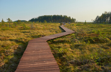 ecological trail made of boards in the swamp