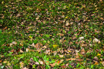 fallen leaves in the grass