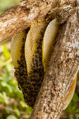 Various layers of honeycombs between a tree branch with a colony of wild Apis Mellifera Carnica or Western Honey Bees