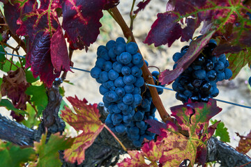 Grapes between vineyards days before harvest