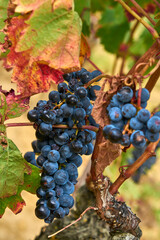 Grapes between vineyards days before harvest