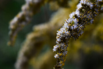 a branch of dried goldenrod in the garden