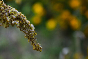a branch of dried goldenrod in the garden