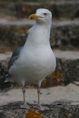 Obraz premium Goéland à Port-Louis, pays de Lorient (Bretagne, Morbihan, France)