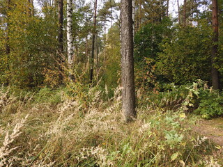 Autumn in the park or forest. Autumn season background. Trees in the forest