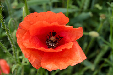 Insect staying inside common poppy flower. Bright red flower with insect inside. Green wheat with common poppy flower.