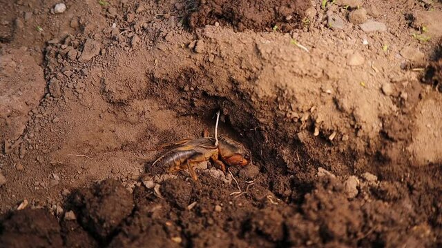 mole cricket is digging in the soil.
mole cricket in the garden.
close up of a mole cricket.
closeup mole cricket
animal, insects, insect, bugs, wildlife, wild nature, forest, woods, agriculture, farm