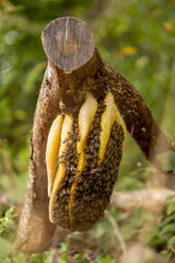 Thick cut off branch with a colony of wild Apis Mellifera Carnica or Western Honey Bees on a layered honeycomb with out of focus natural foreground and background